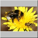 Bombus sp - Schmarotzerhummel Koenigin 01.jpg